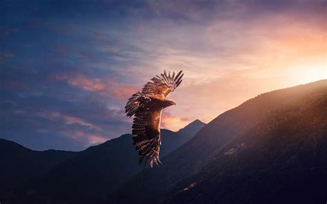 Image result for eagle flying over mountains | Eagle, Animal wallpaper, Eagle wallpaper