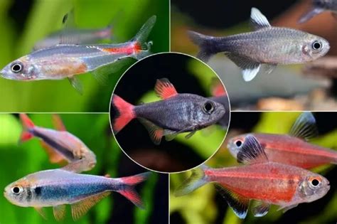 39 Tetra Fish Types: Colorful Neon Tetras For Your Tank, 53% OFF