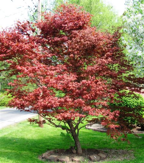 Japanese Red Leaf Maple Gardenland USA - Improve Your Environment!