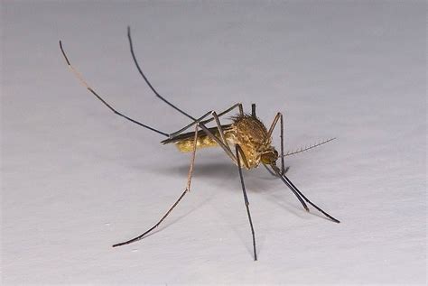 Common house mosquito (Mosquitoes of Georgia) · iNaturalist