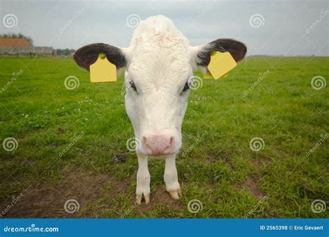 Funny Baby Cow Royalty Free Stock Photos - Image: 2565398