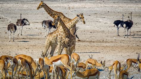 Etosha National Park - Namibia Getaways