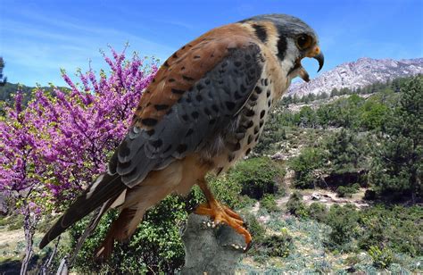 Falcon Federal Falconry - Free photo on Pixabay - Pixabay