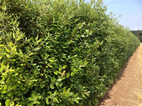 Holm Oak Instant Hedge - Quercus ilex mature hedging | Practicality Brown