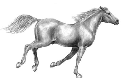 Horse Galloping Drawing ~ Galloping Horse Deviantart Drawings Gallop ...