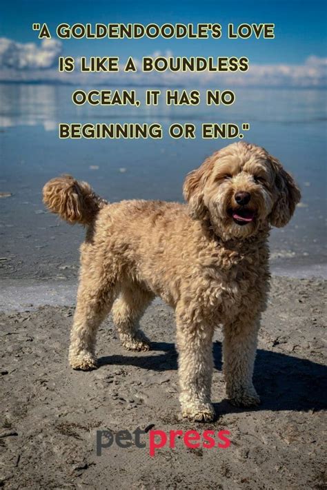 50+ Inspiring Goldendoodle Quotes for a Happy Life - PetPress