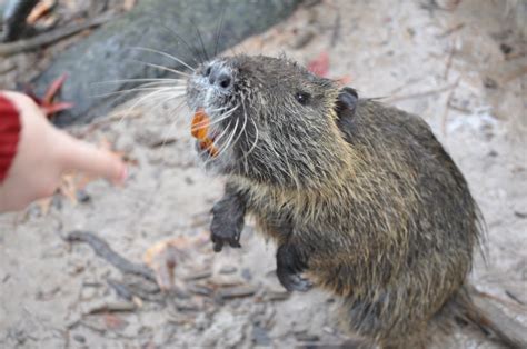 The Hellen Family: Nutria Rats