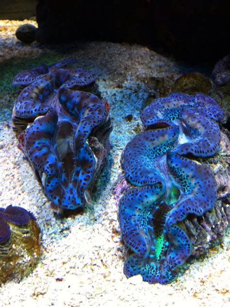 Got one of these, it's a Maxima Clam. Super pretty clams, and pricey... Coral Reef Aquarium ...