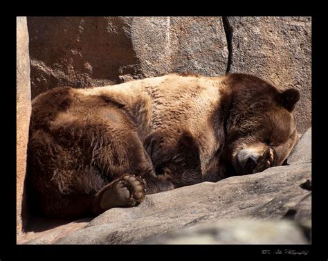 Sleeping Grizzly Bear | Brown bear, Bear, Fine art america