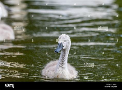 Beautiful young baby swan is swimming on a water. A bird is about two weeks old, grey feathers ...