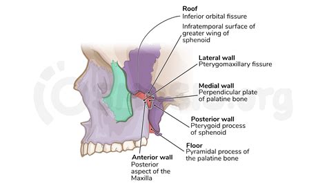 Anatomy of the pterygopalatine (sphenopalatine) fossa | Osmosis