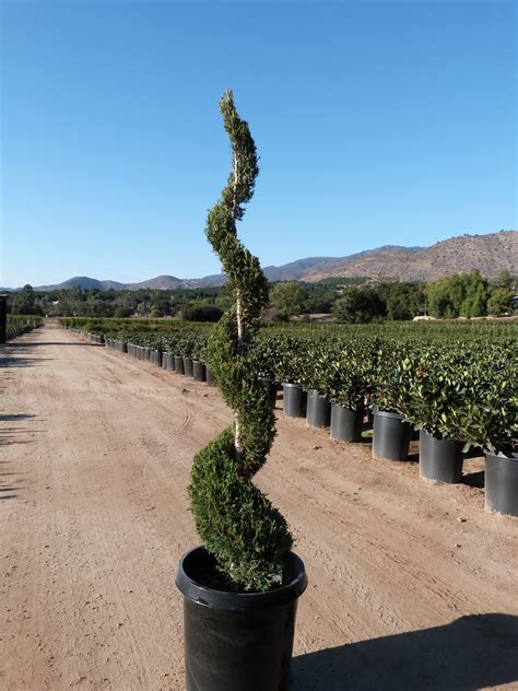 Juniperus chinensis ‘Spartan’ - T-Y Nursery