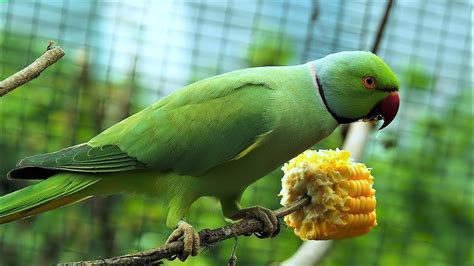 Loud Parrot Chirping | Natural Parrot Sounds | Parrot Calling Sounds || - YouTube