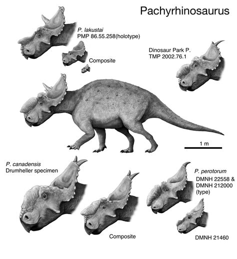 Pachyrhinosaurus by cisiopurple on DeviantArt