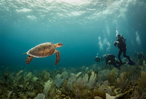 Diving in Bonaire - Why Bonaire Is a Top Spot Fro Diving