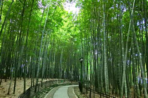 Sichuan Yibin Bamboo Sea Background, Sichuan, Tourism, Photography Background Image And ...