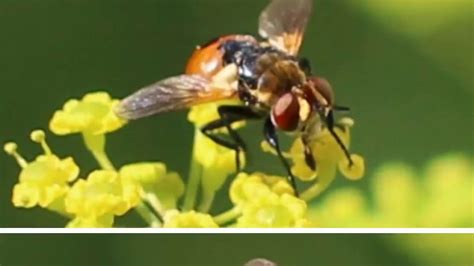 SYRPHIDAE (POLLINATION FLIES) - YouTube