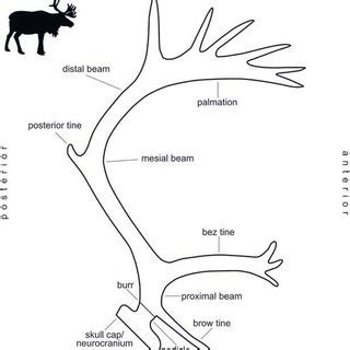 Tranebjerg. Reindeer antler. The fibre compression, small fissures and ...