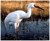 Facts About Siberian Crane - Interesting and Amazing Information on ...