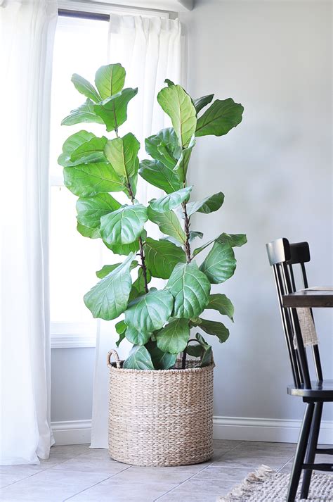 The Tale of the Fiddle Leaf Fig Tree - Little Glass Jar