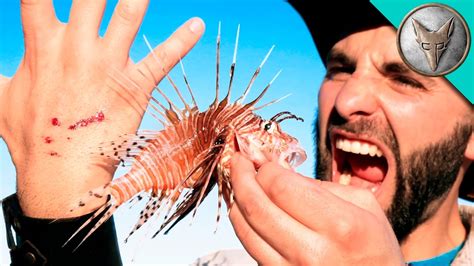 STUNG by a LIONFISH! - YouTube