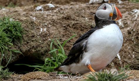 At the burrow | puffin on skomer island | mark dutfield | Flickr