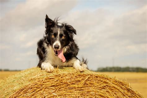 10 Best Dog Breeds for Farms