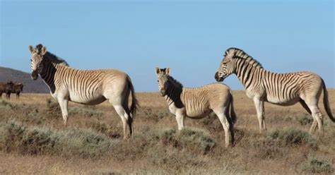 SA's Resurrected Quagga Now In Its Third Generation | HuffPost South Africa