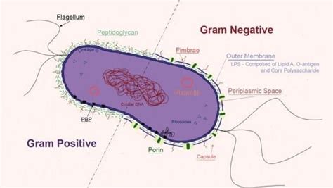 Gram Negative Bacteria Diagram | Gram negative bacteria, Microbiology, Bacteria