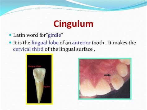 Mazen doumani dental anatomy