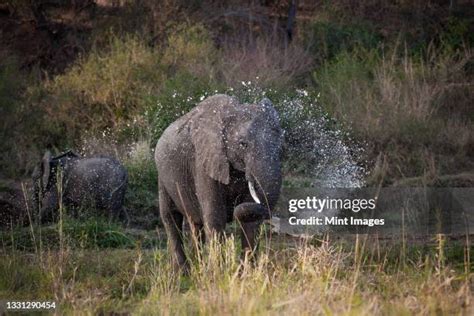 549 Elephant Spray Water Stock Photos, High-Res Pictures, and Images ...