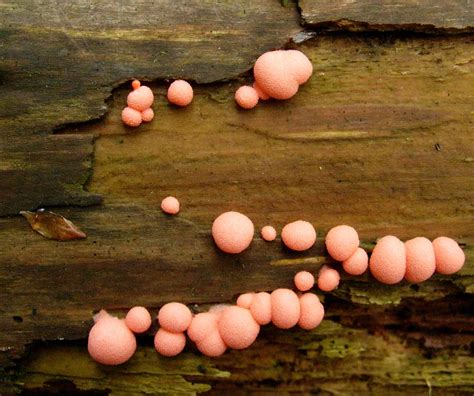 Pink Fungi | Lycogala epidendrum Found on the Northern edge … | Flickr