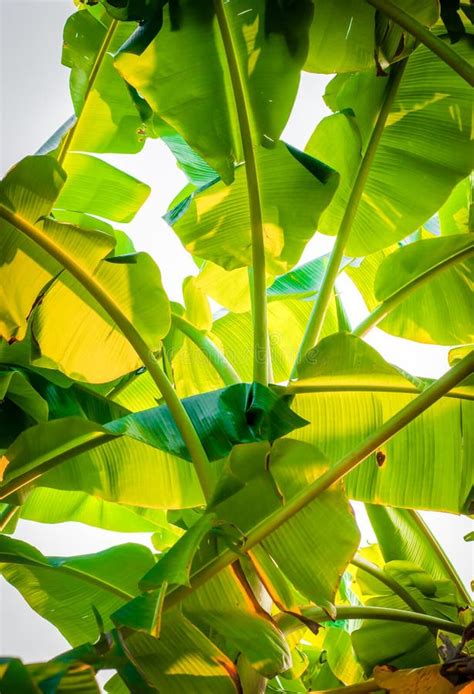 Green Banana Leaves of a Banana Tree Stock Image - Image of banana, leaf: 67819605