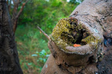 A close up shot of a pruning cut wound healing of a tree. uttarakhand ...