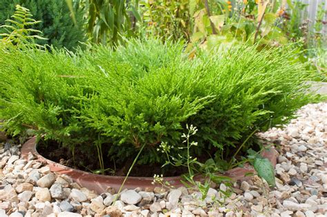 Types of Juniper Shrubs