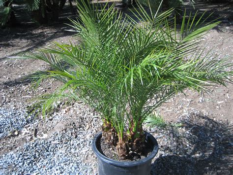 Gregory Palm Farms: Pygmy Date Palms! at the Gregory Palm Farms