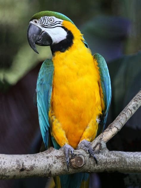 Parrot Encyclopedia | Blue-and-yellow Macaw | World Parrot Trust