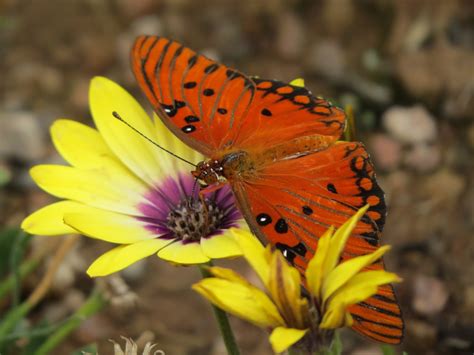 Have Book, Will Travel: Butterfly Exhibit at the Botanical Gardens