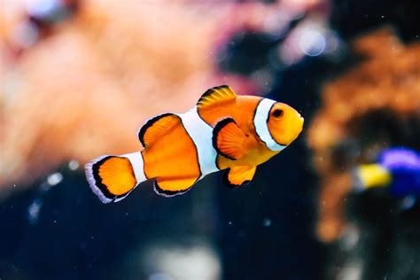 Fish Wallpapers: Free HD Download [500+ HQ] | Unsplash