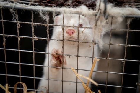 Denmark to extend mink breeding ban another year until 2023 | Reuters