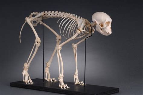 Monkey Anatomy | Animal skeletons, Primates, Skeleton