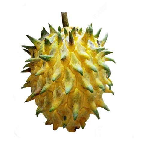 Biriba, Wild Sugar-Apple Seeds (Rollinia deliciosa) - Price €3.95