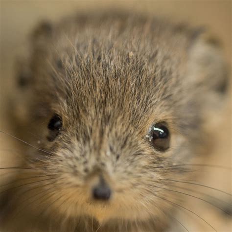 Sengi | Chester Zoo animals