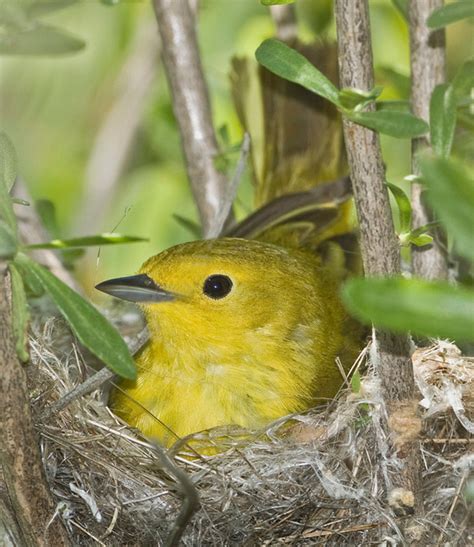 Zenfolio | Mark S. Szantyr | Yellow Warbler nest, 26 May 2010, Madison, New Haven Co.