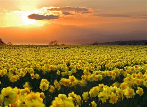 Good Morning Daffodils! Wallpaper and Background Image | 1600x1175 | ID:424714