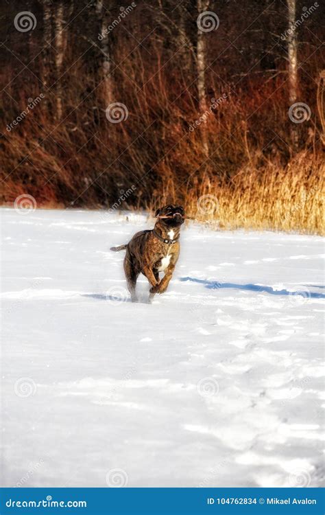 Dog Winter Outdoors Snow Forest Beautiful Stock Photo - Image of snow, outdoors: 104762834