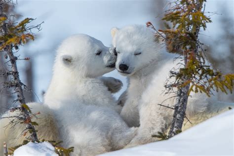 Fond d'écran : neige, Ours polaires, ours, des bébés animaux 2048x1365 - WallpaperManiac ...