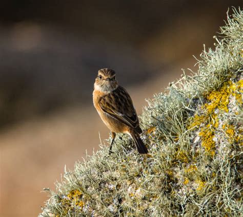 150+ Scilly Wildlife Stock Photos, Pictures & Royalty-Free Images - iStock