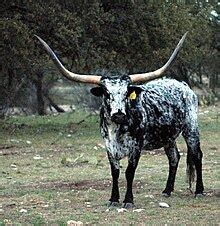 Техасский лонгхорн - Texas Longhorn - Википедия