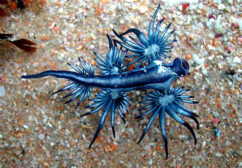 15+ Sea Slugs That Prove Aliens Already Live On Planet Earth | Bored Panda